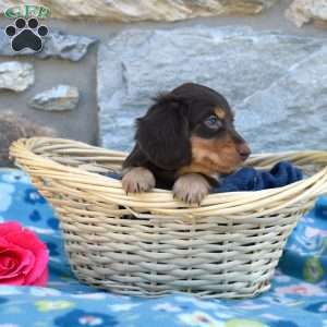 Oliver, Dachshund Puppy